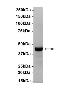 Eurofins DiscoverX VHR Protein 10 &mu;g | Buy Online | Eurofins DiscoverX | Fisher Scientific